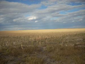 Harris Singer - Daddy Edinburgh, United Kingdom