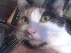 Kelvin Elkins - Daddy St Louis, USA